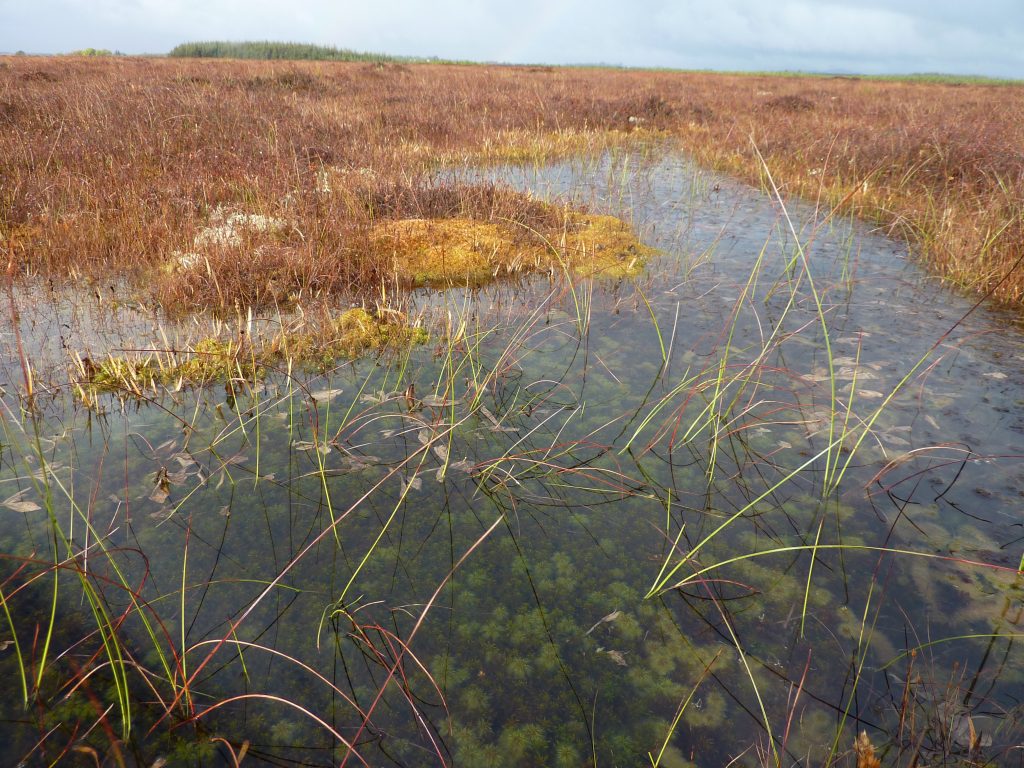 Western_site_central_ecotope (8) - The Living Bog