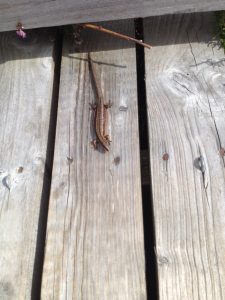 Common Lizard on Boardewalk