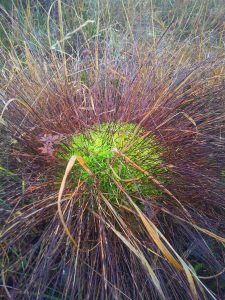 Moss in Grass