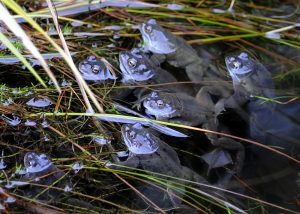 Common Frogs awaiting Female
