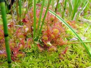 Sundew with Grasses and Mosses