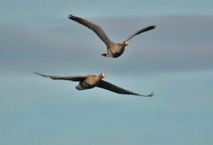 Greenland White-fronted Geese Flying