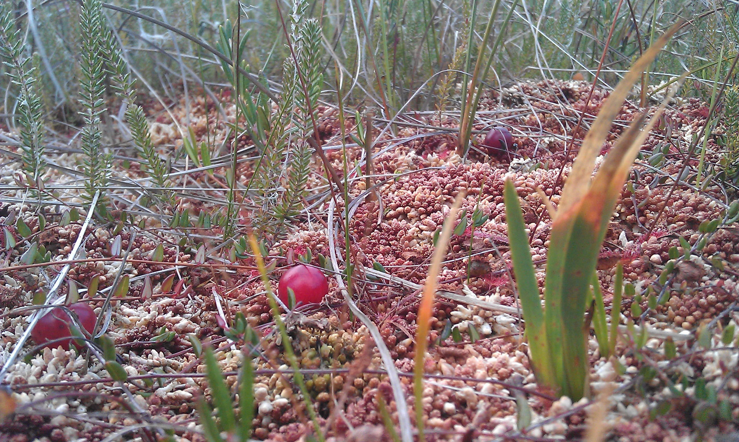 Bog Cranberry in Mosses and Grasses