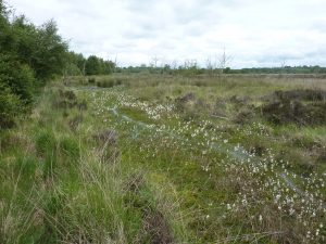 Kilconny Bog Water Retention after Restoration