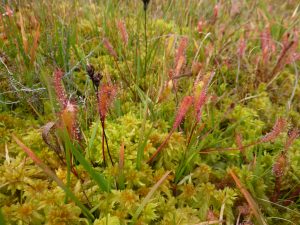Grasses, Mosses and Sundew