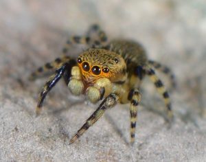 Talavera aequipes spider