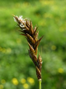 Brown Sedge (Carex disticha)