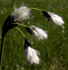 Slender Cottongrass