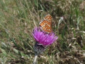 Marsh Fritillary Butterfly on Thistle