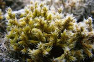 Racomitrium lanuginosum - wooly fringe moss